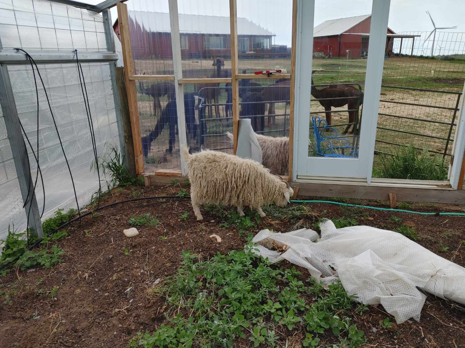 angora goats in greenhouse