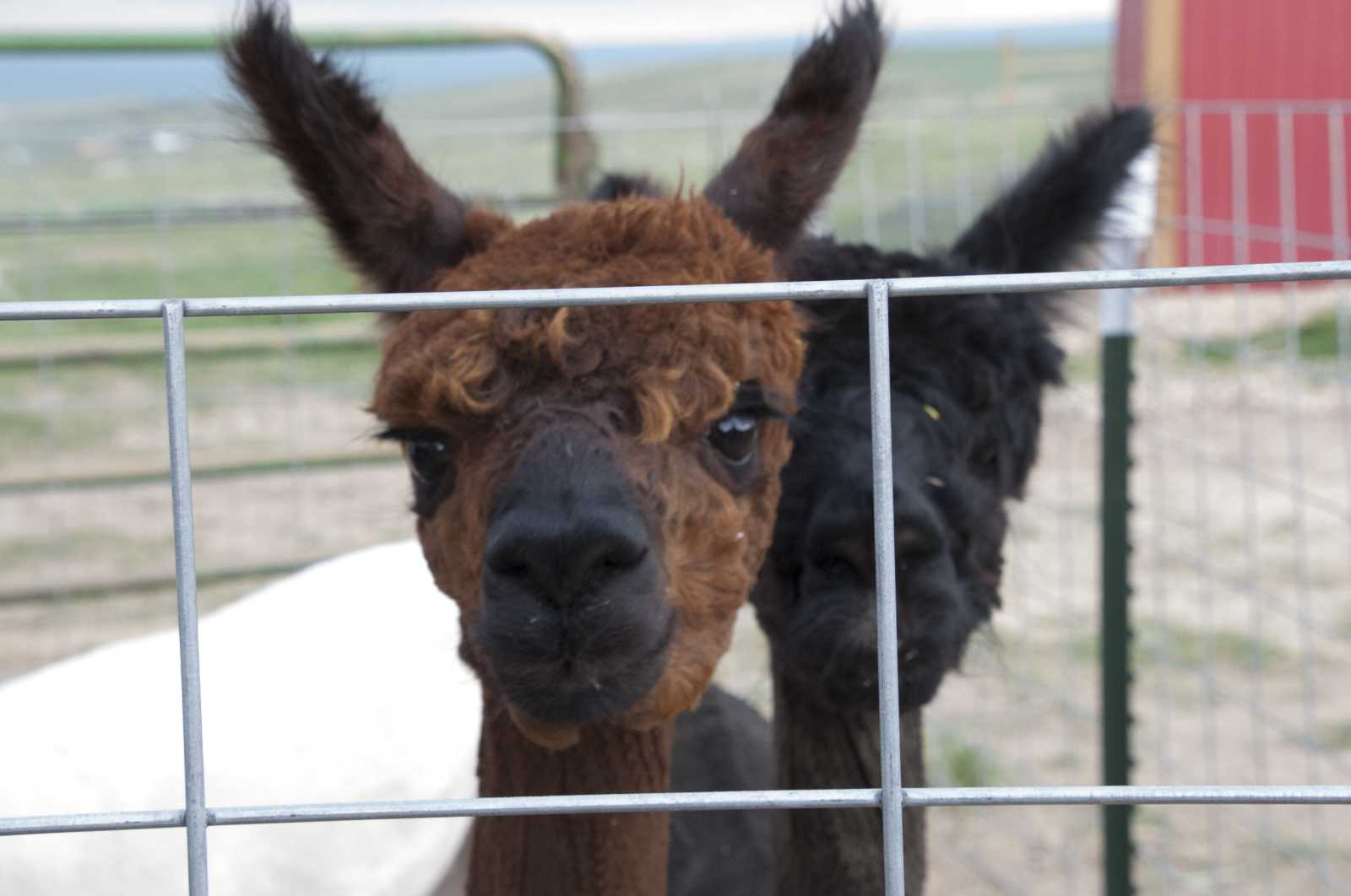 Alpaca 101: What Is Alpaca Wool And Why Should You Wear It? – PAKA®