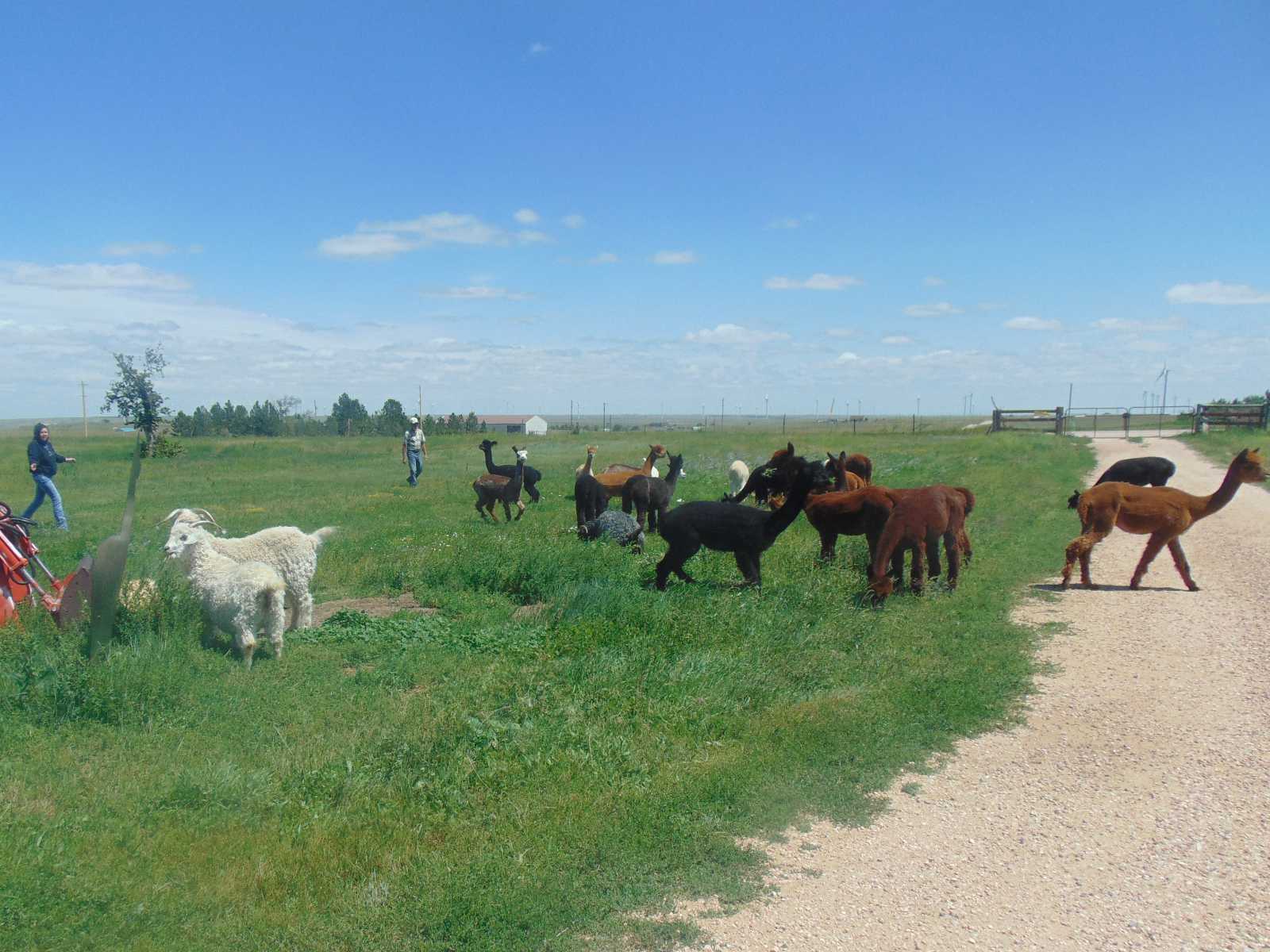 alpacas and angoras - living grass mowers