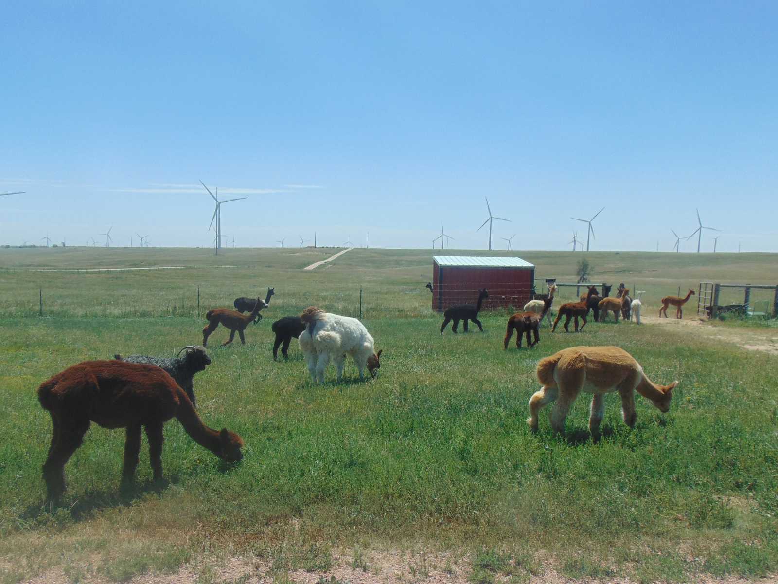 alpacas grazing