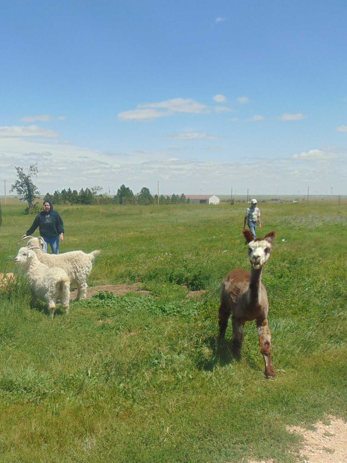 alpacas on the move from one pasture to another