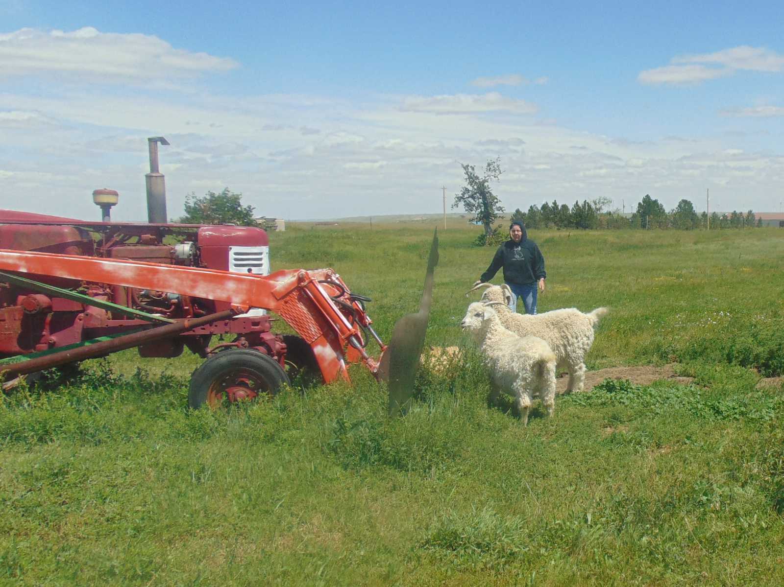 angora goats stand next to tractor