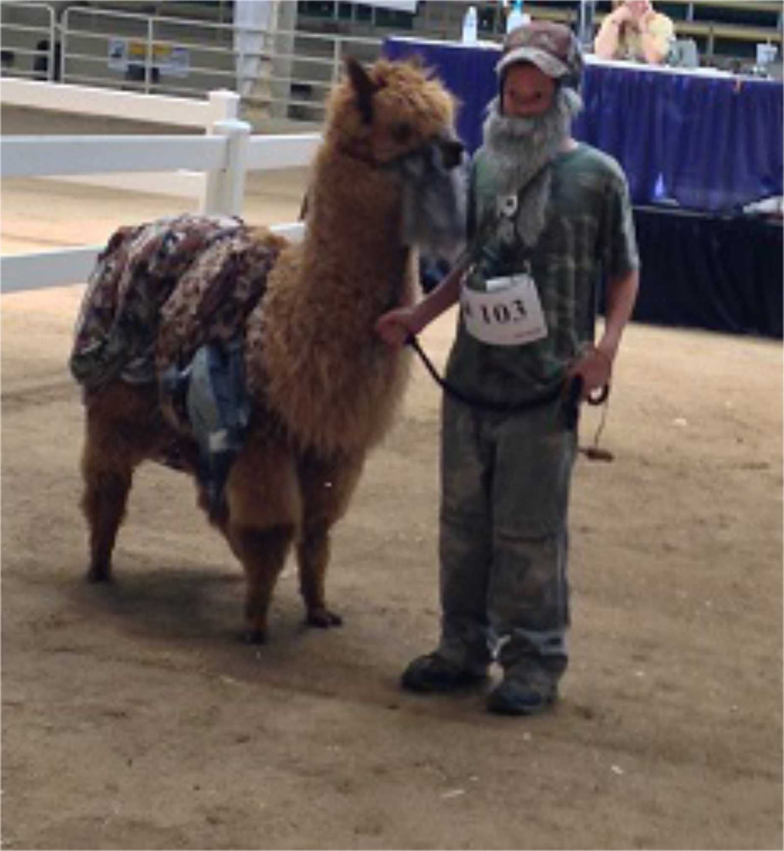 youth and alpaca in show ring for 2022 Stock Show Alpaca Costume Contest theme of Duck Dynasty