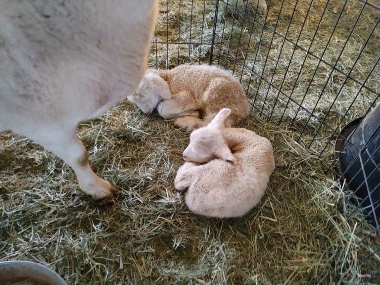 First Ranch Dorper Lambs Born