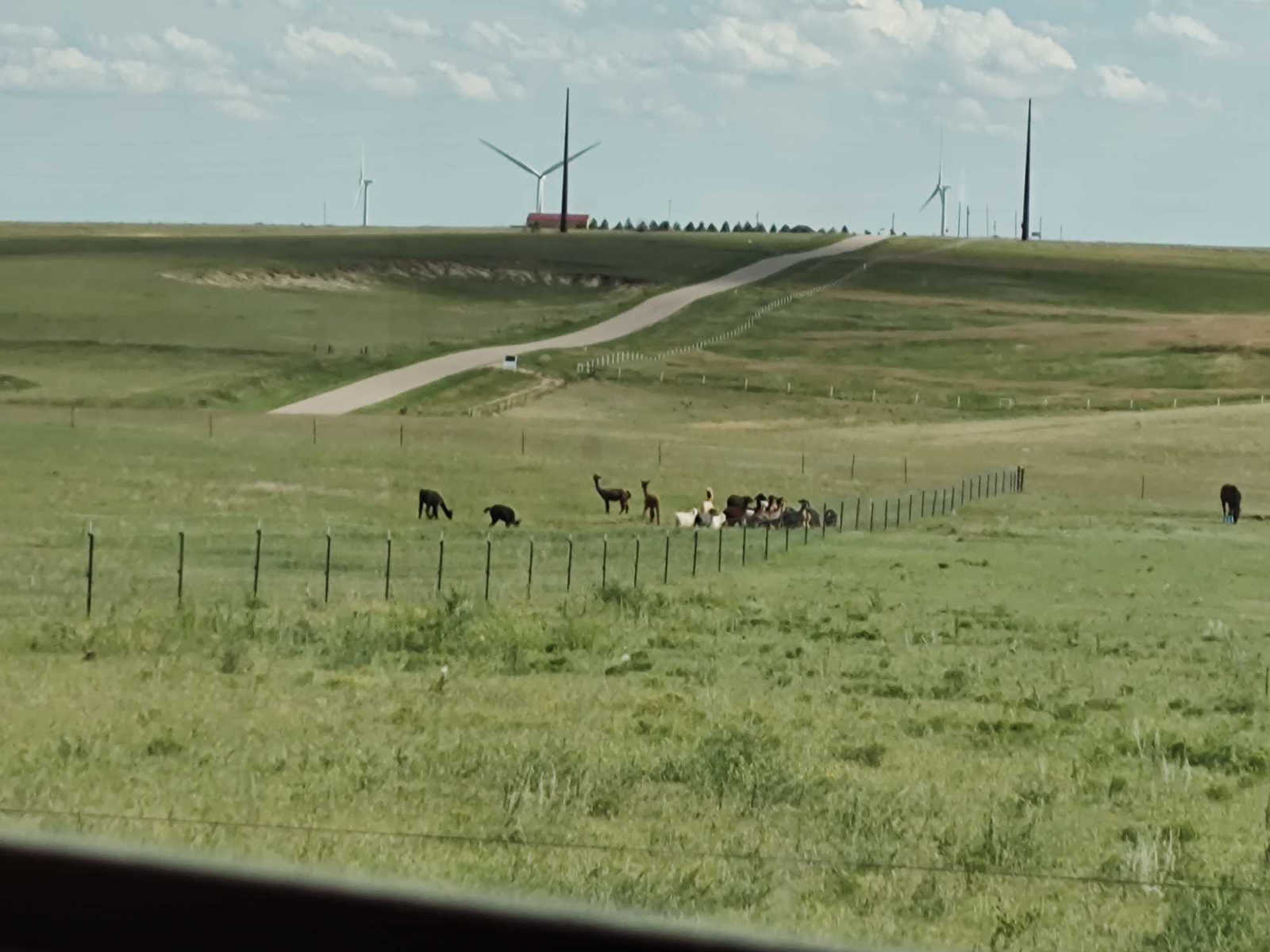 view from inside RV to the southeast pasture where alpacas graze