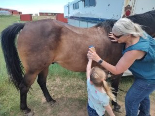 Mouse the horse relaxing under the hands of woman and girl while they brush him.