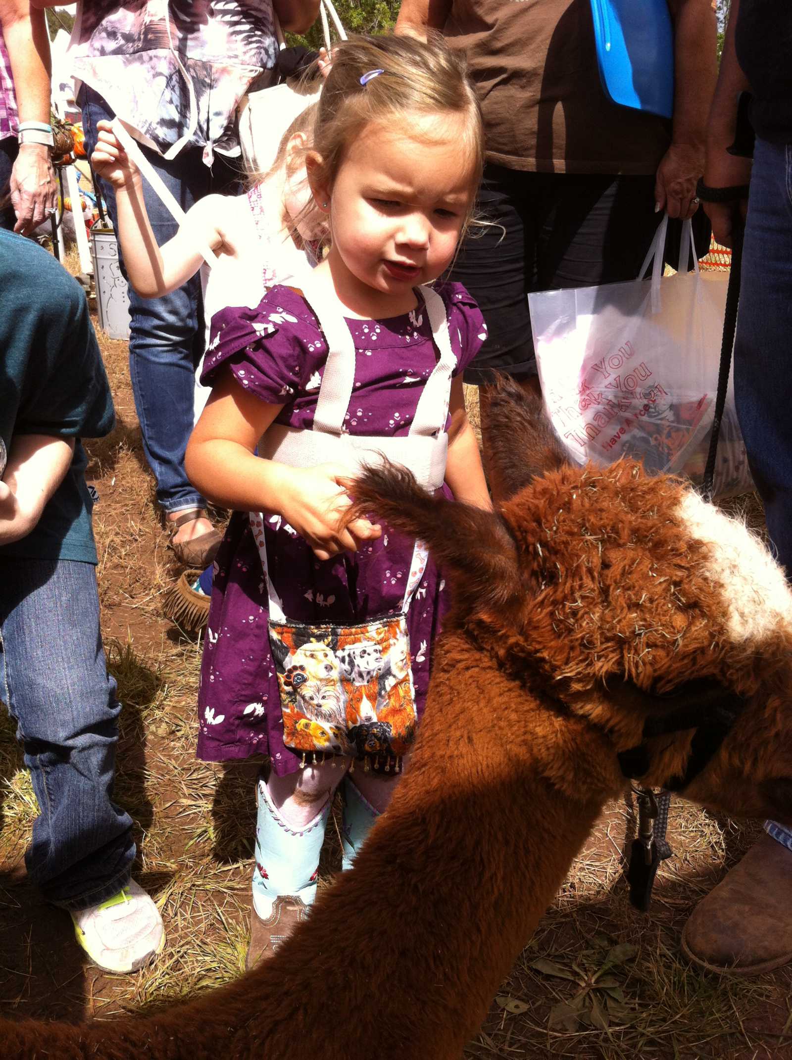 young girl interacts with one of our friendly alpacas