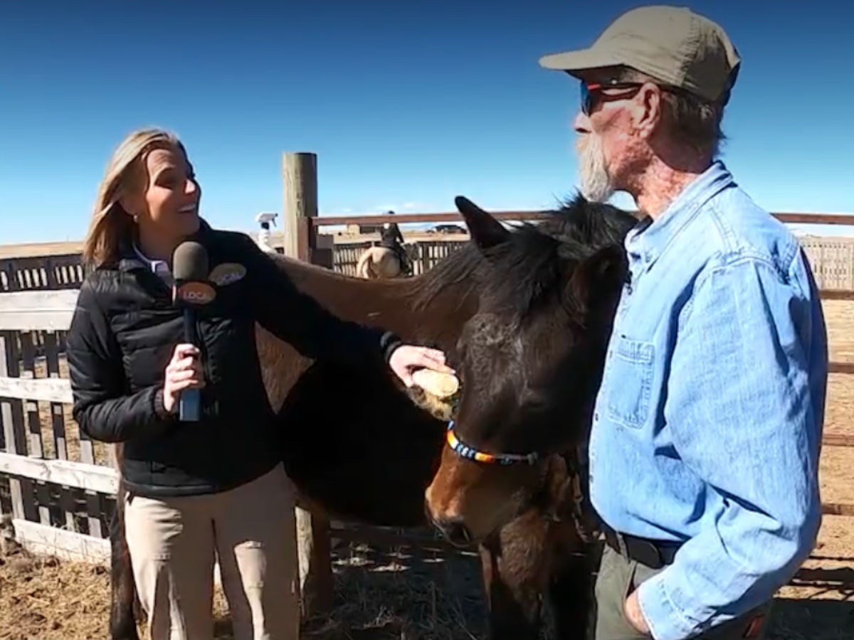 Krista brushes horse while interviewing Chris