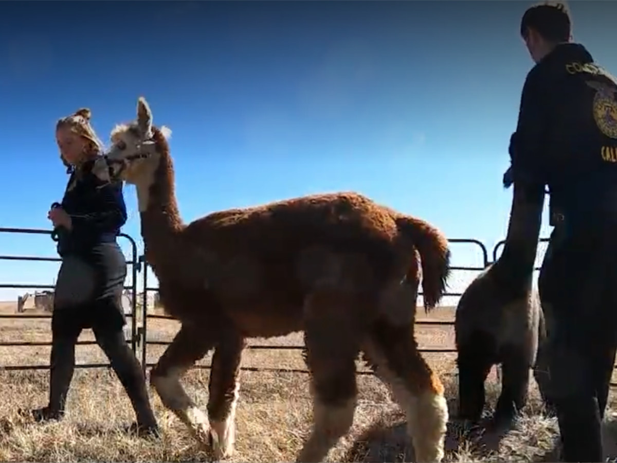 alpaca ssteps pretty as if in the show ring while ffa students demonstrate interacting with alpacas on a lead