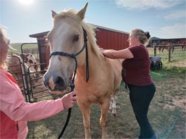 Maverick alert, but relaxed while receiving the touch of loving hands along his spine