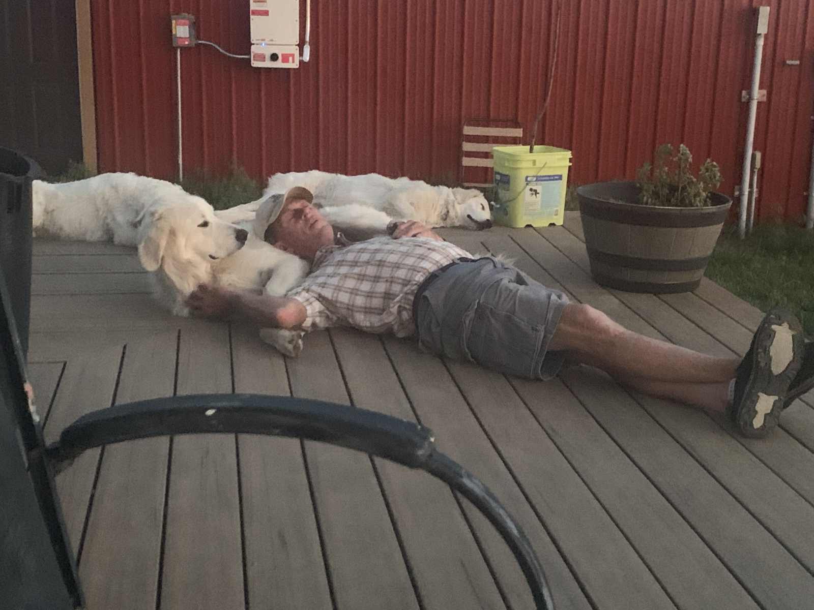 chris and two livestock guardian dogs take a nap break on the porch