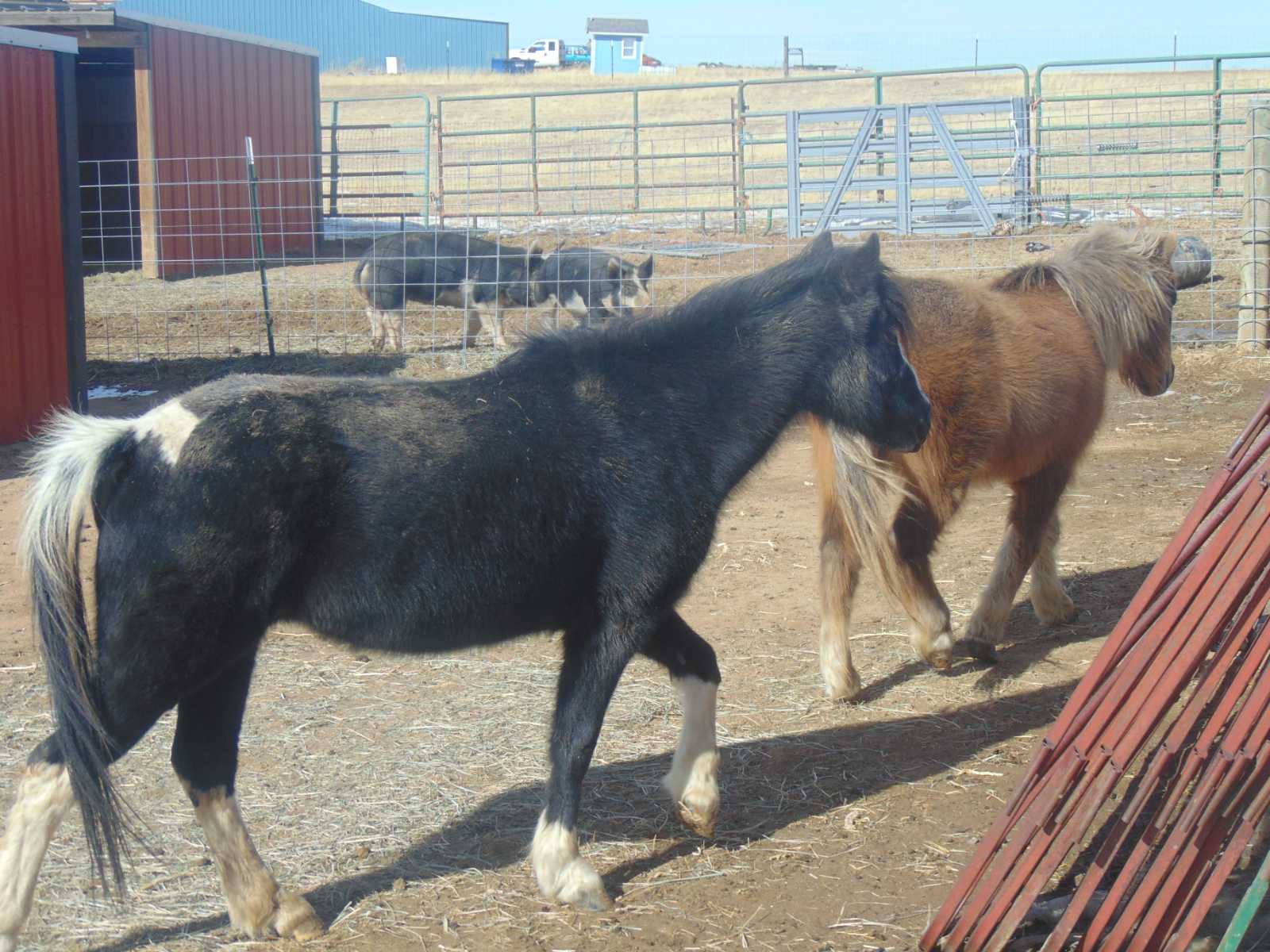 ponies move towards fence line visitors walking towards