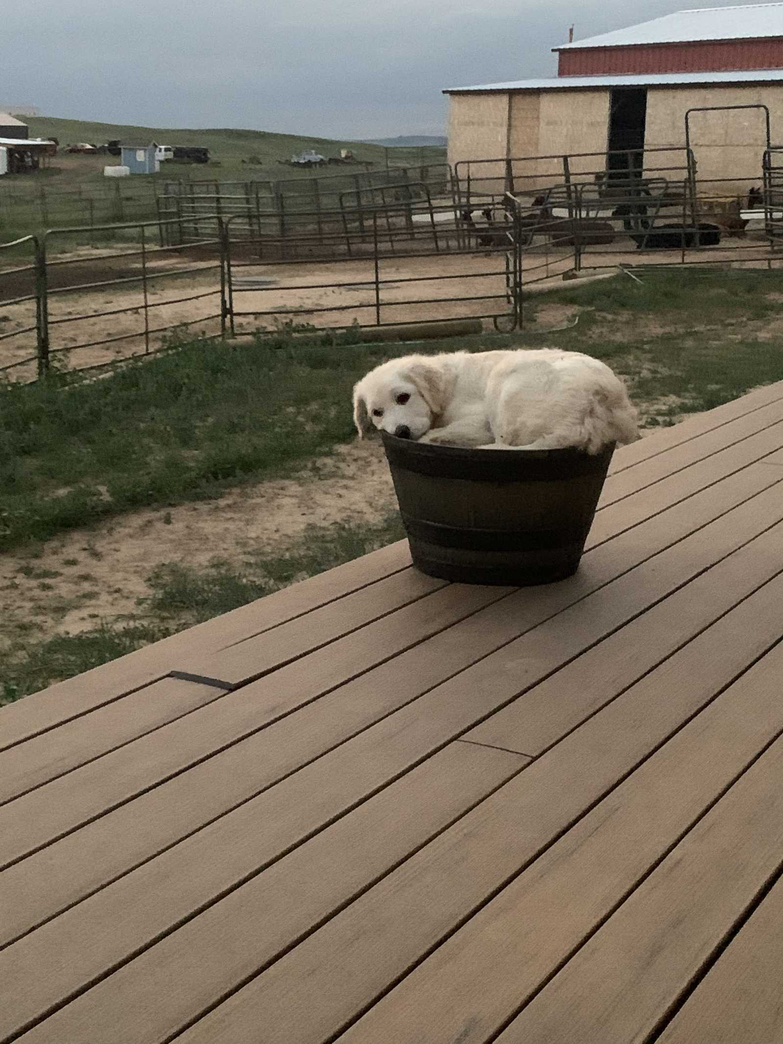 Pup in Flower Pot